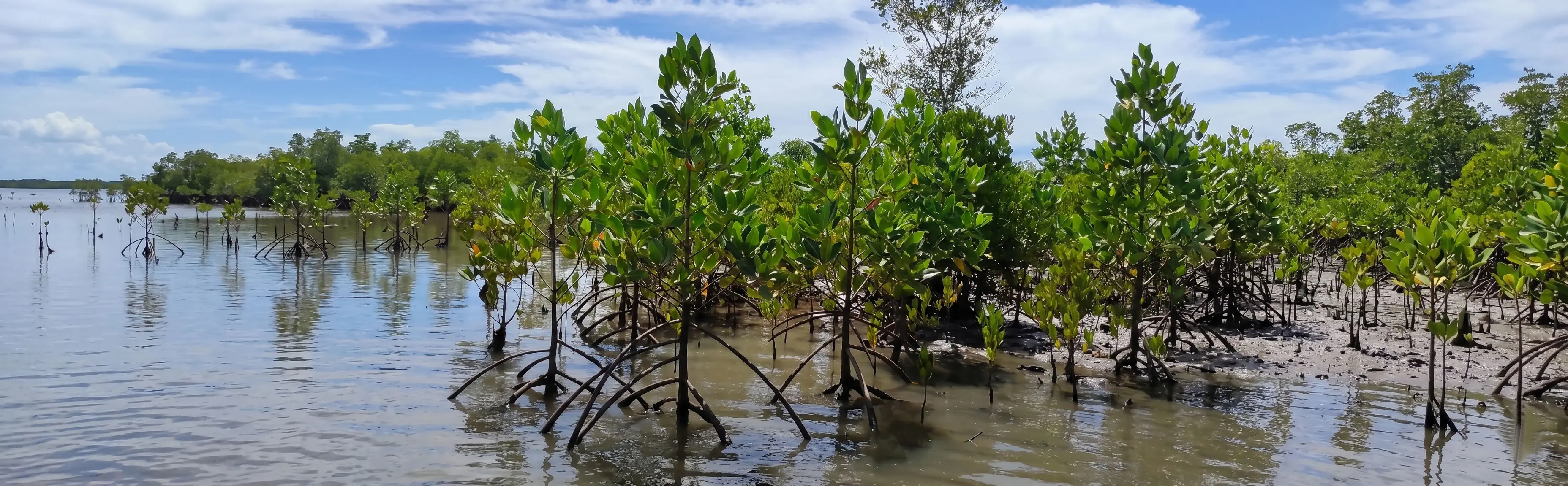 Mangrove Background