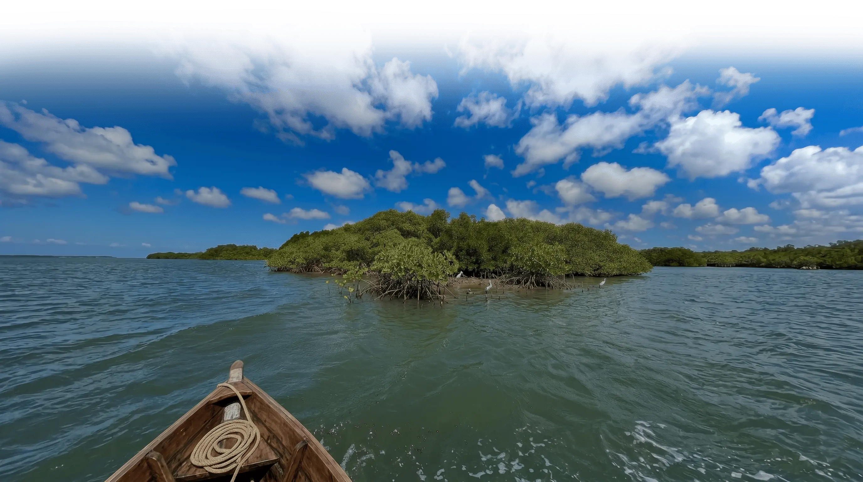 Mangrove Restoration